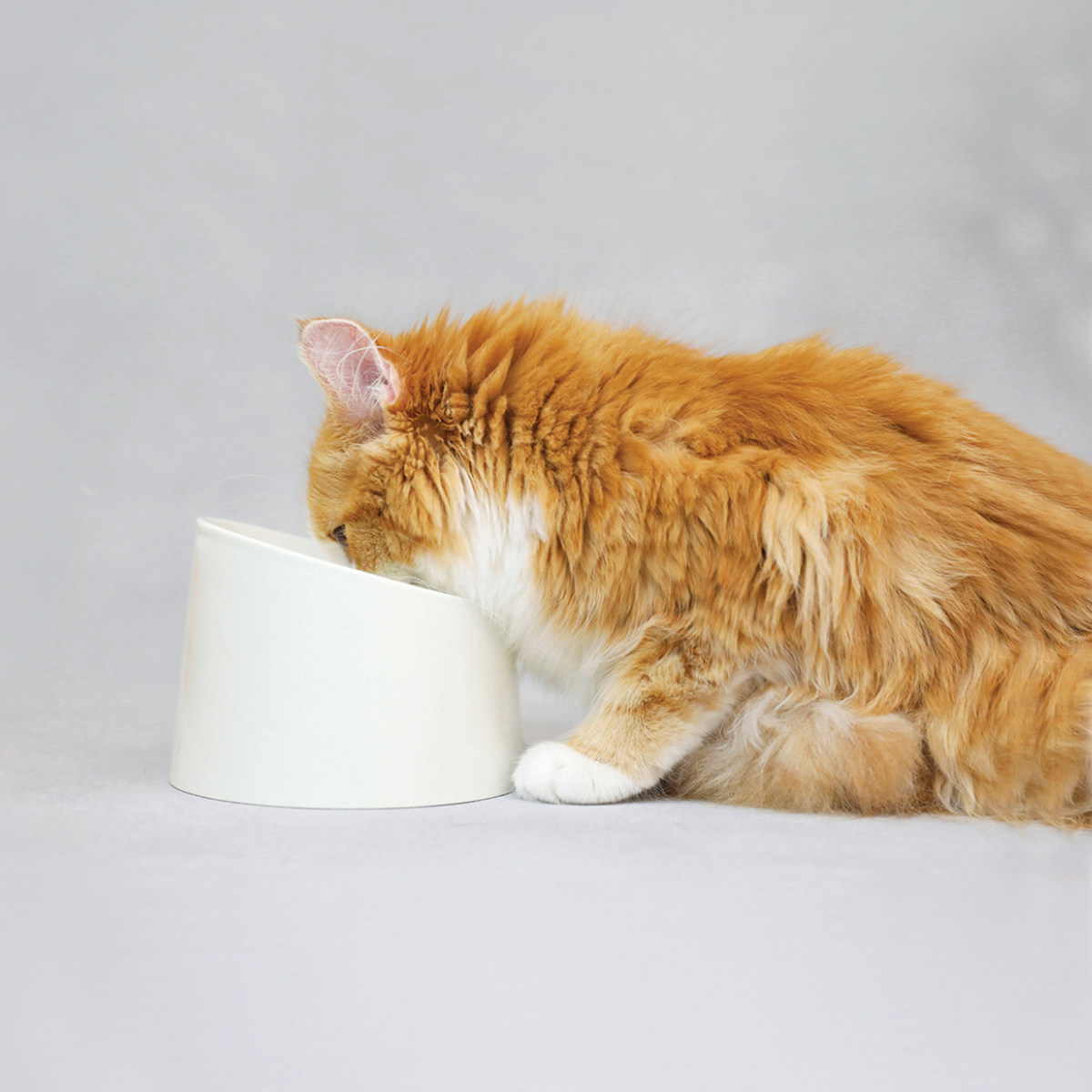 フードボウル 食べやすい 撥水 ペット食器 ( ペットボウル 広口 犬用 猫用 ペット用 餌皿 エサ皿 ペットフードボウル ペット用食器 えさ入れ 滑りにくい ペット用品 傾斜 角度 ) 【ブラック】 ブラック