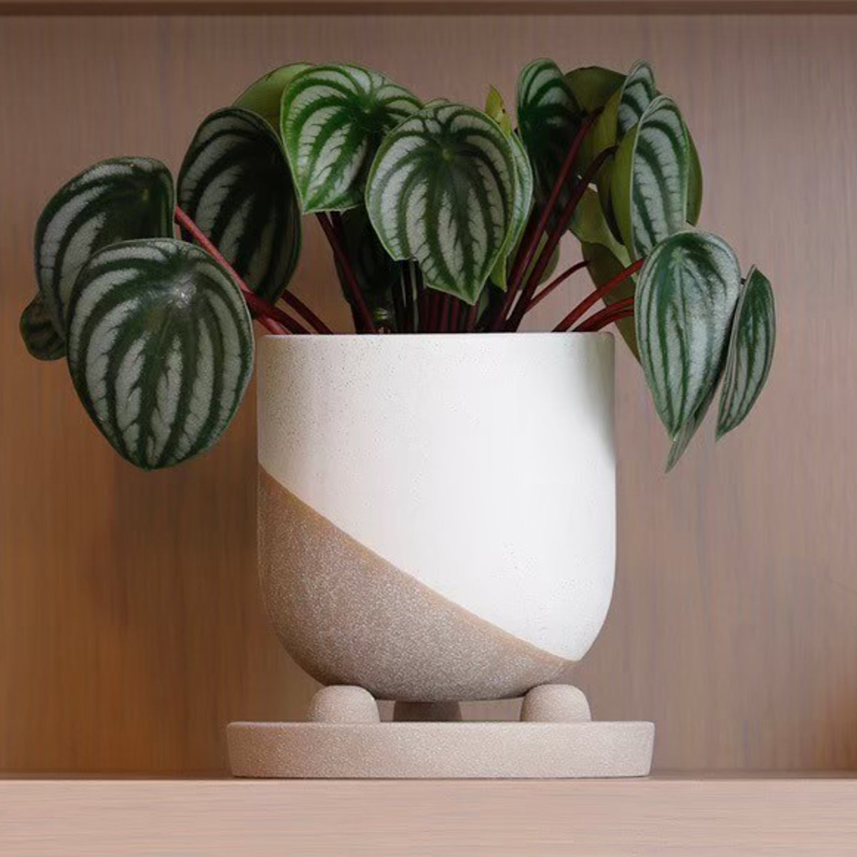 植木鉢 レヒーポット Dタイプ 受け皿付き ( フラワーポット プラントポット プランターポット 鉢 鉢植え 陶器 インテリア 植え替え おしゃれ 観葉植物 多肉植物 サボテン 園芸 受け皿 水抜き穴 ) 【ホワイト】 ホワイト