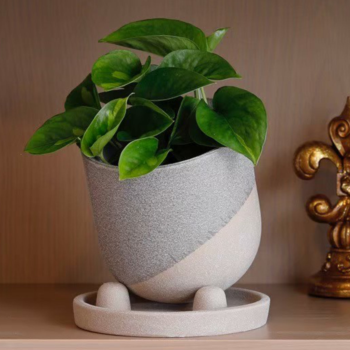 植木鉢 レヒーポット Dタイプ 受け皿付き ( フラワーポット プラントポット プランターポット 鉢 鉢植え 陶器 インテリア 植え替え おしゃれ 観葉植物 多肉植物 サボテン 園芸 受け皿 水抜き穴 ) 【ホワイト】 ホワイト