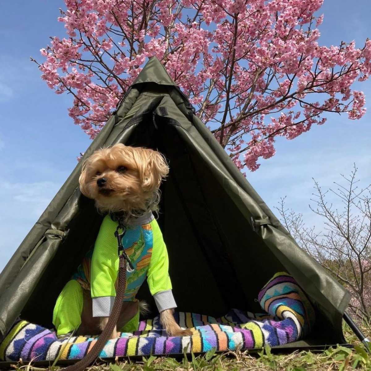 テント ペット Woof!!Woof!! Dog Tippy Tent 犬 ( ペットテント ティピーテント 犬用テント ペット用 ペットハウス 屋外 組み立て コンパクト おしゃれ ペットベッド 犬用 小型犬 キャンプ アウトドア 耐水 ケース付 ) 【ブラック】 ブラック