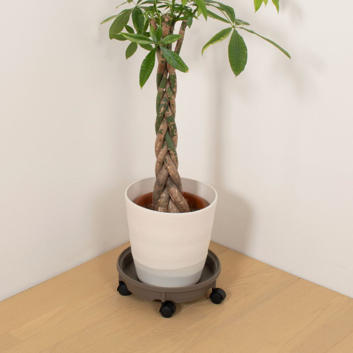 花台 鉢受プレート キャスター付350型 ( プランター台 フラワーラック 飾り台 プランタープレート フラワー プレート 室内 飾る 鉢 台 キャスター付き 置く 植物 観葉植物 花 園芸 インテリア ) 【アイボリー】 アイボリー