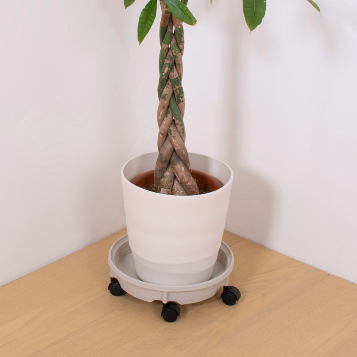 花台 鉢受プレート キャスター付350型 ( プランター台 フラワーラック 飾り台 プランタープレート フラワー プレート 室内 飾る 鉢 台 キャスター付き 置く 植物 観葉植物 花 園芸 インテリア ) 【アイボリー】 アイボリー