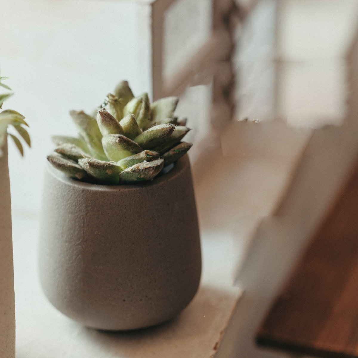 植木鉢 モノクローム エッグポット S ( ポット プラントポット セメントポット 鉢 穴あき 多肉植物 セメント スタンド 置く 植物 観葉植物 多肉 サボテン 園芸 直植え ガーデニング エクステリア ) 【グレー】 グレー