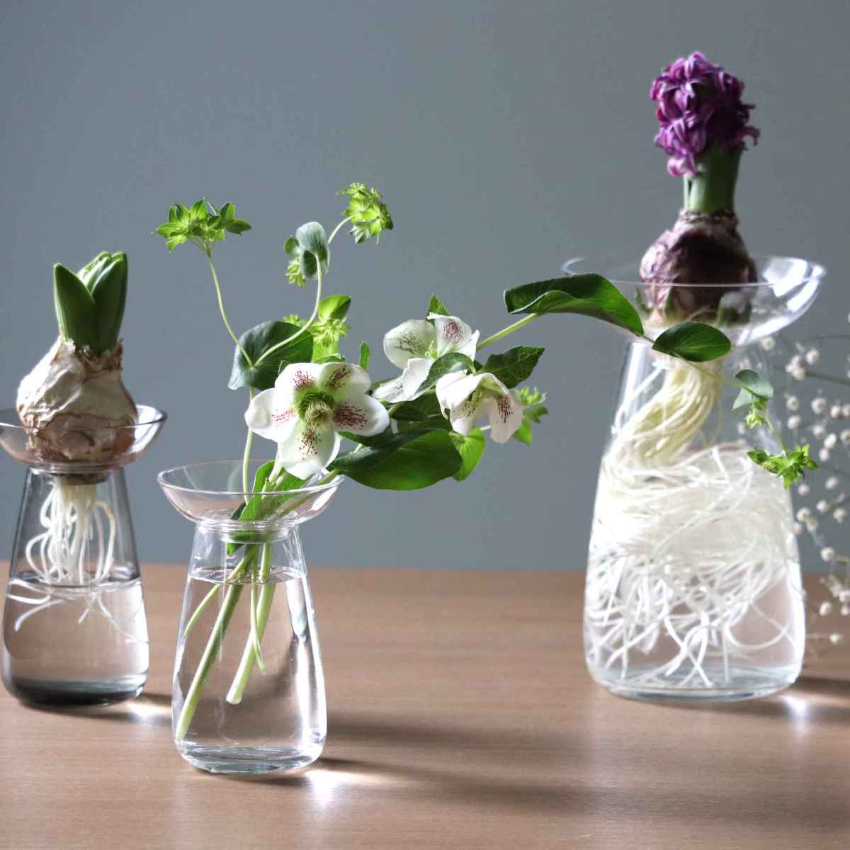 キントー 花器 AQUA CULTURE VASE Sサイズ ガラス 花瓶 おしゃれ （ KINTO フラワーベース 一輪挿し 花 グリーン 栽培  ハーブ インテリア オブジェ ガラス製 飾る フラワーグラス 水栽培 水耕栽培 球根 セパレート 透明 ） 【ブルー】(ブルー): リビングート  ANA Mall店｜ANA