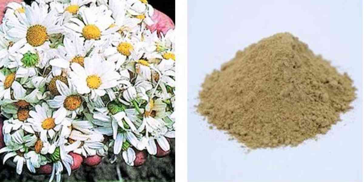 天然 蚊とり線香 プレミアム 10巻入 ( 蚊取り線香 虫よけ 虫除け 除虫菊 天然成分 安心 安全 )