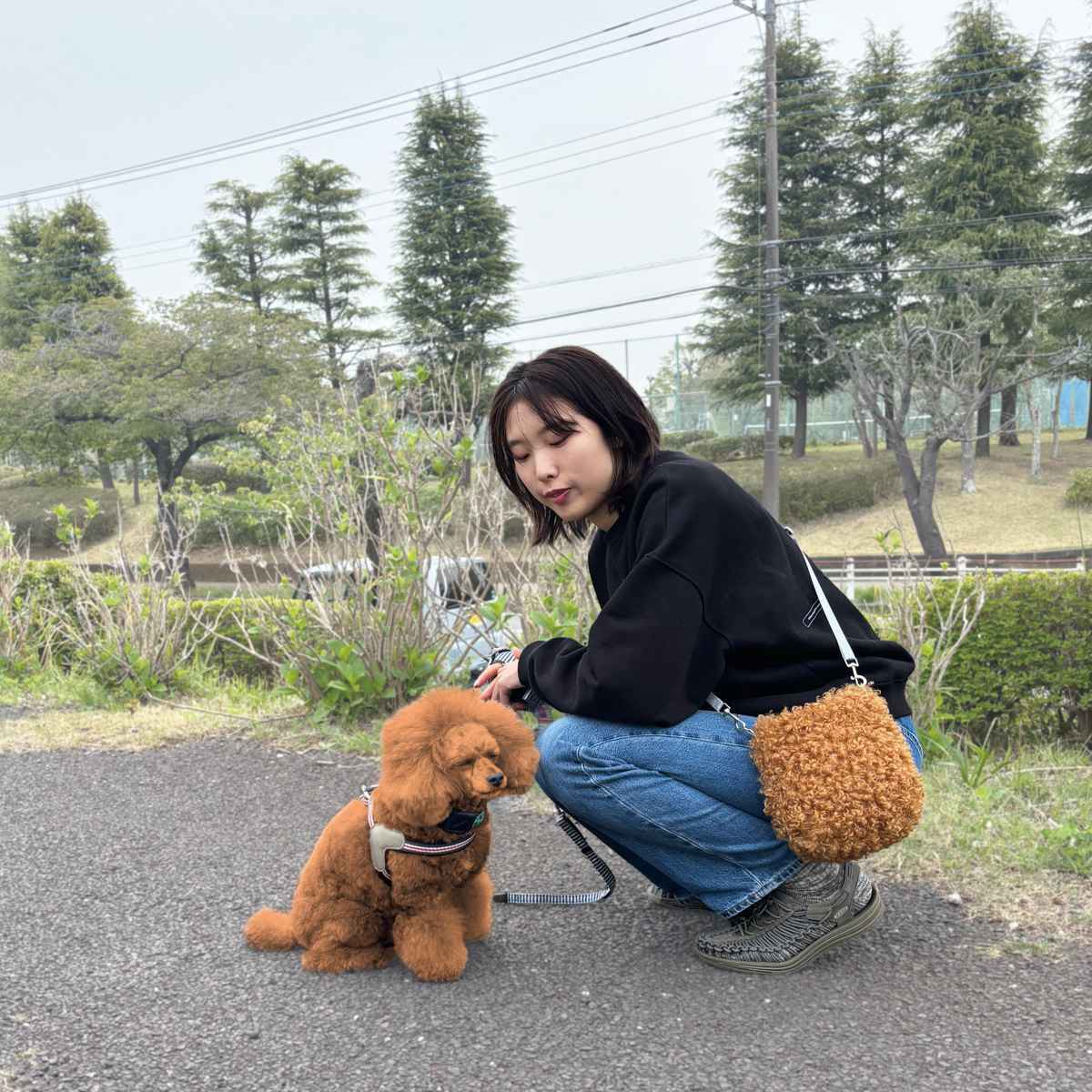 サコッシュ 2way トイプードル 肩ひも 調節可能 ( バッグ ポーチ ショルダー 犬 散歩 鞄 小物入れ 可愛い ふわふわ レディース メンズ ショルダーバッグ ショルダーポーチ サブバッグ 斜めがけ 肩掛け ポシェット ) 【ブラウン】 ブラウン