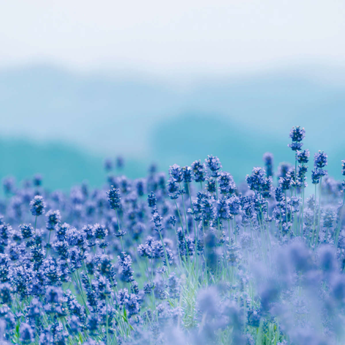 線香 かたりべ バラ詰 ラベンダー ホワイトローズ 白梅 ( お線香 お香 御香 煙少なめ 微煙 家庭用 25分燃焼 仏壇 お墓参り お彼岸 お供え 法事 仏前 香り お悔み 新盆 お盆 お歳暮 法要 帰省 香典返し 日本香堂 ) 【ラベンダー】 ラベンダー