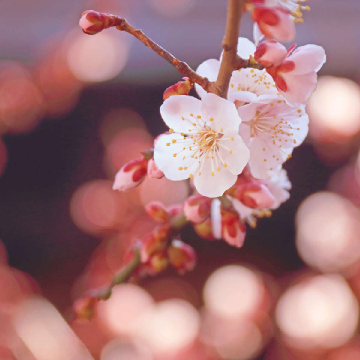 線香 かたりべ バラ詰 ラベンダー ホワイトローズ 白梅 ( お線香 お香 御香 煙少なめ 微煙 家庭用 25分燃焼 仏壇 お墓参り お彼岸 お供え 法事 仏前 香り お悔み 新盆 お盆 お歳暮 法要 帰省 香典返し 日本香堂 ) 【ラベンダー】 ラベンダー