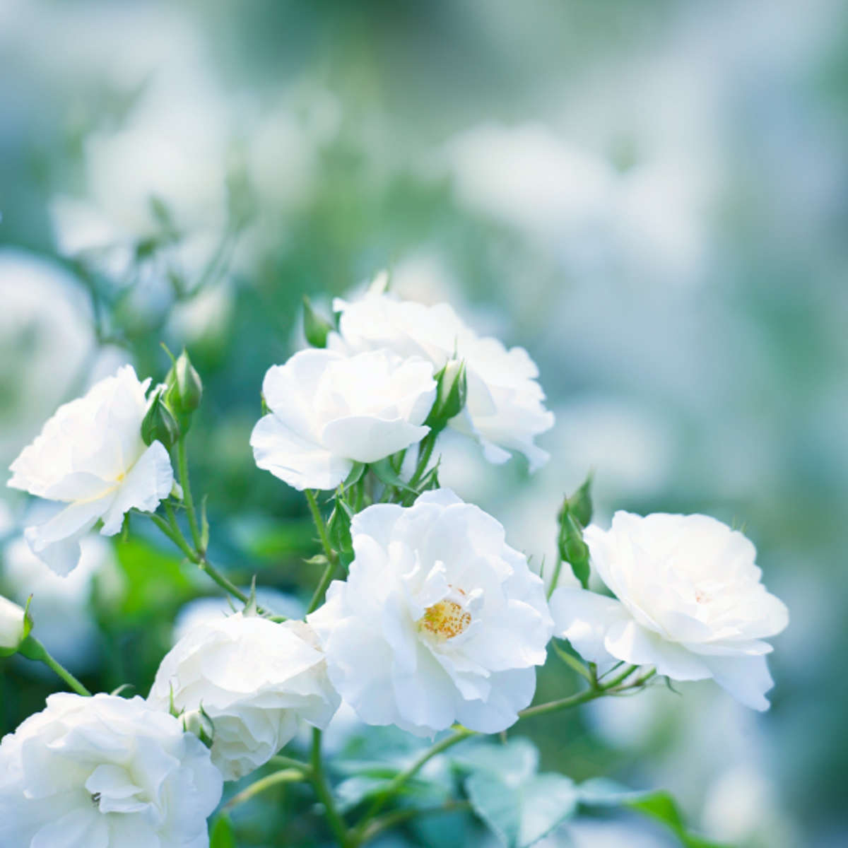 線香 かたりべ バラ詰 ラベンダー ホワイトローズ 白梅 ( お線香 お香 御香 煙少なめ 微煙 家庭用 25分燃焼 仏壇 お墓参り お彼岸 お供え 法事 仏前 香り お悔み 新盆 お盆 お歳暮 法要 帰省 香典返し 日本香堂 ) 【ラベンダー】 ラベンダー