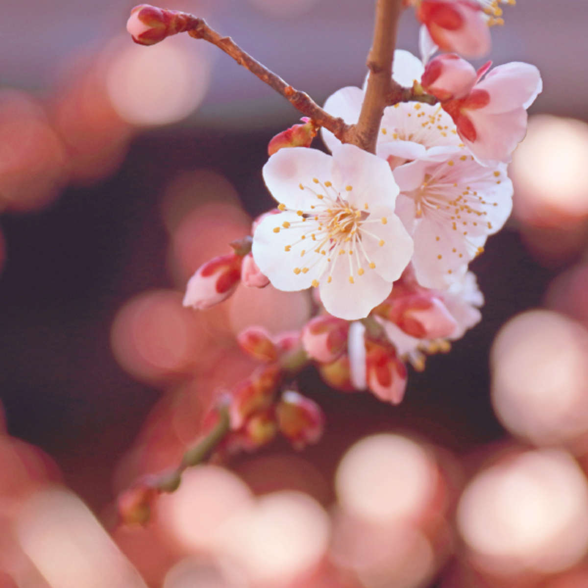 線香 かたりべ ミニ 白梅 ラベンダー ( お線香 日本香堂 お香 御香 煙少なめ 微煙 家庭用 15分燃焼 仏壇 お墓参り お彼岸 お供え 法事 仏前 ミニサイズ コンパクト 香り お悔み 新盆 お盆 お歳暮 法要 帰省 香典返し ) 【ラベンダー】 ラベンダー