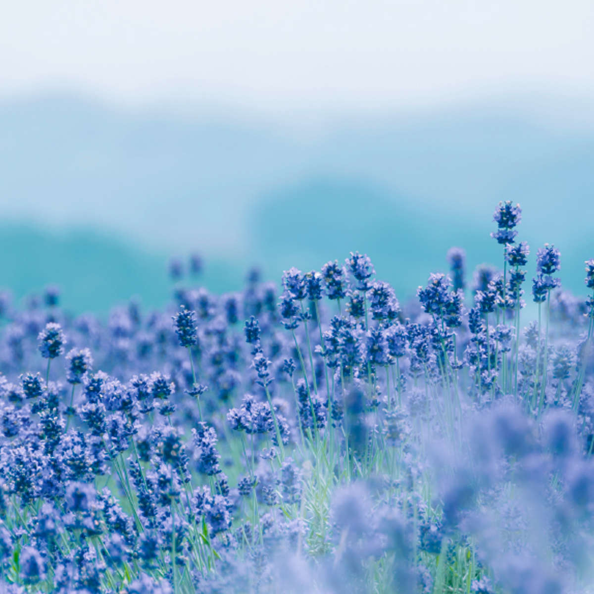 線香 かたりべ ミニ 白梅 ラベンダー ( お線香 日本香堂 お香 御香 煙少なめ 微煙 家庭用 15分燃焼 仏壇 お墓参り お彼岸 お供え 法事 仏前 ミニサイズ コンパクト 香り お悔み 新盆 お盆 お歳暮 法要 帰省 香典返し ) 【ラベンダー】 ラベンダー