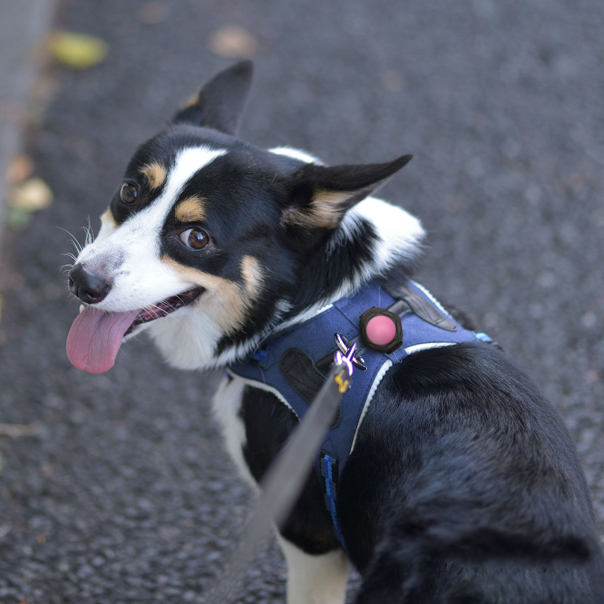 ライト 散歩 犬 ループセイフ ルーセントLED ( 犬用ライト 夜散歩 充電式 LED 生活防水 光る 明るい おしゃれ 犬用 夜 お散歩ライト 安心 安全 事故防止 ペット用品 ) 【ピンク】 ピンク
