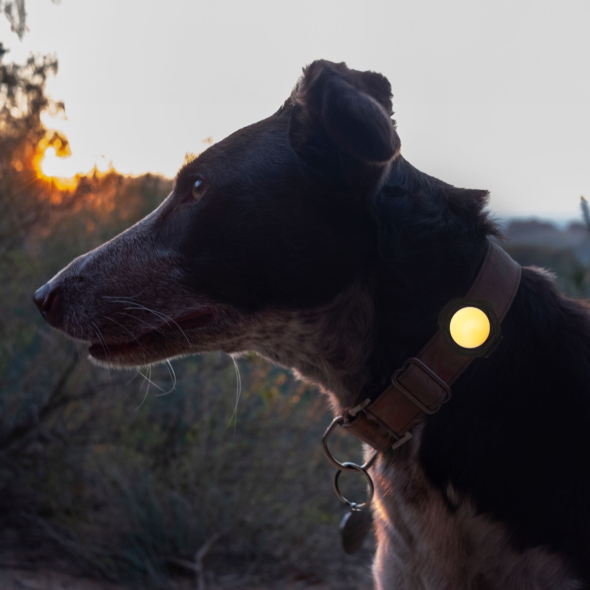 ライト 散歩 犬 ループセイフ ルーセントLED ( 犬用ライト 夜散歩 充電式 LED 生活防水 光る 明るい おしゃれ 犬用 夜 お散歩ライト 安心 安全 事故防止 ペット用品 ) 【ピンク】 ピンク