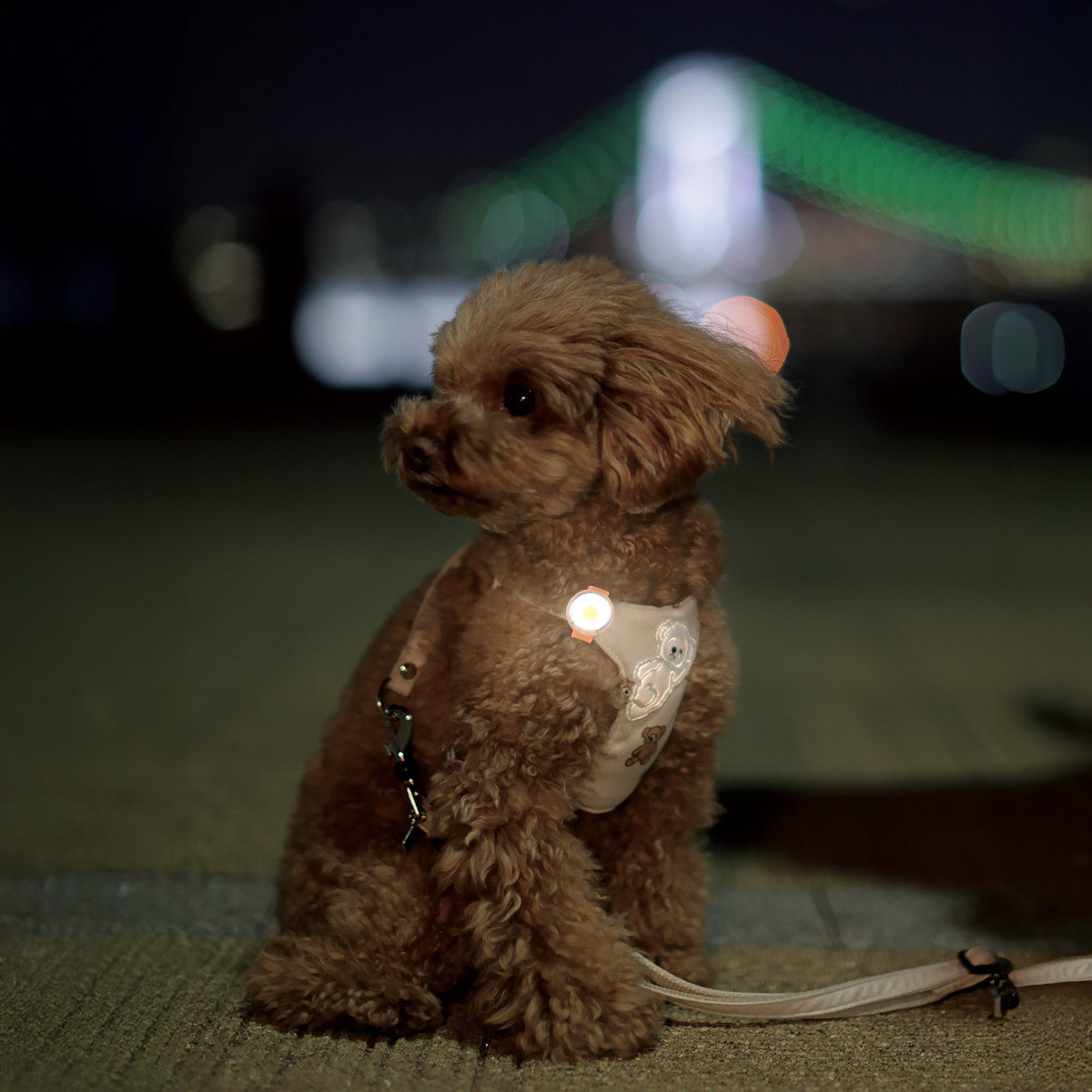 ライト 散歩 犬 ループセイフ ウルトラLED ( 夜 お散歩 お散歩ライト LED 光る 犬用ライト 防水 充電式 お出かけ 夜散歩 生活防水 明るい おしゃれ 犬用 安心 安全 事故防止 ペット用品 充電 USB充電 超軽量 簡単取付 コンパクト ) 【ブラック】 ブラック