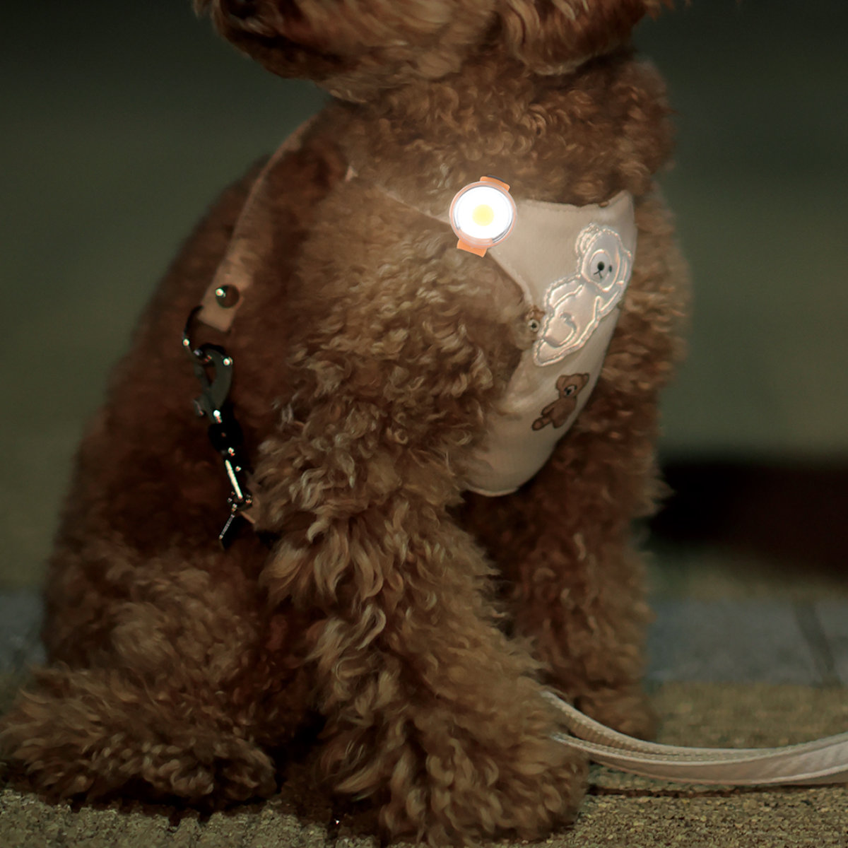 ライト 散歩 犬 ループセイフ ウルトラLED ( 夜 お散歩 お散歩ライト LED 光る 犬用ライト 防水 充電式 お出かけ 夜散歩 生活防水 明るい おしゃれ 犬用 安心 安全 事故防止 ペット用品 充電 USB充電 超軽量 簡単取付 コンパクト ) 【ブラック】 ブラック