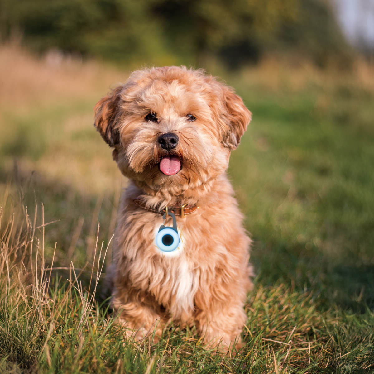 ライト 散歩 犬 ウルトラLED ループセイフ ウルトラLEDプラス ( 夜 お散歩 お散歩ライト LED 光る 犬用ライト 防水 充電式 お出かけ 夜散歩 明るい おしゃれ 犬用 事故防止 ペット用品 充電 USB充電 超軽量 簡単取付 コンパクト ) 【ホワイト】 ホワイト