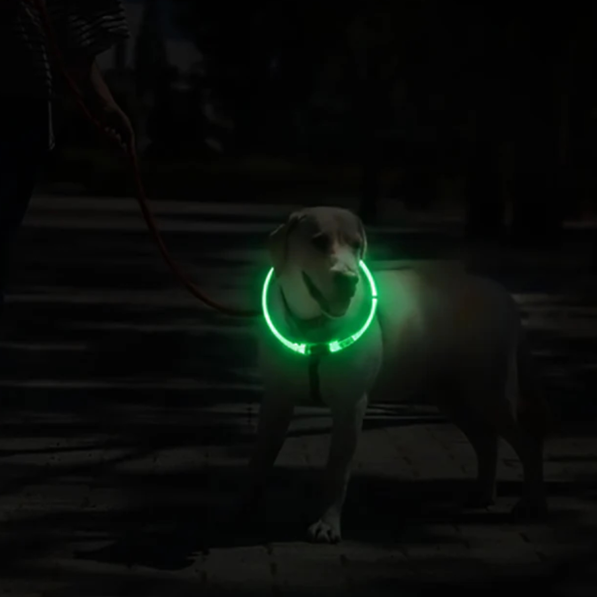 ライト 散歩 犬 ループセイフ LEDリング 65 ( 夜 お散歩 お散歩ライト LED 光る 犬用ライト 防水 充電式 お出かけ 夜散歩 生活防水 明るい おしゃれ 犬用 安心 安全 事故防止 ペット用品 充電 USB充電 超軽量 簡単取付 コンパクト ) 【オレンジ】 オレンジ