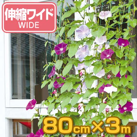 朝顔すだれ　　緑のカーテン 朝顔すだれ 緑のカーテン