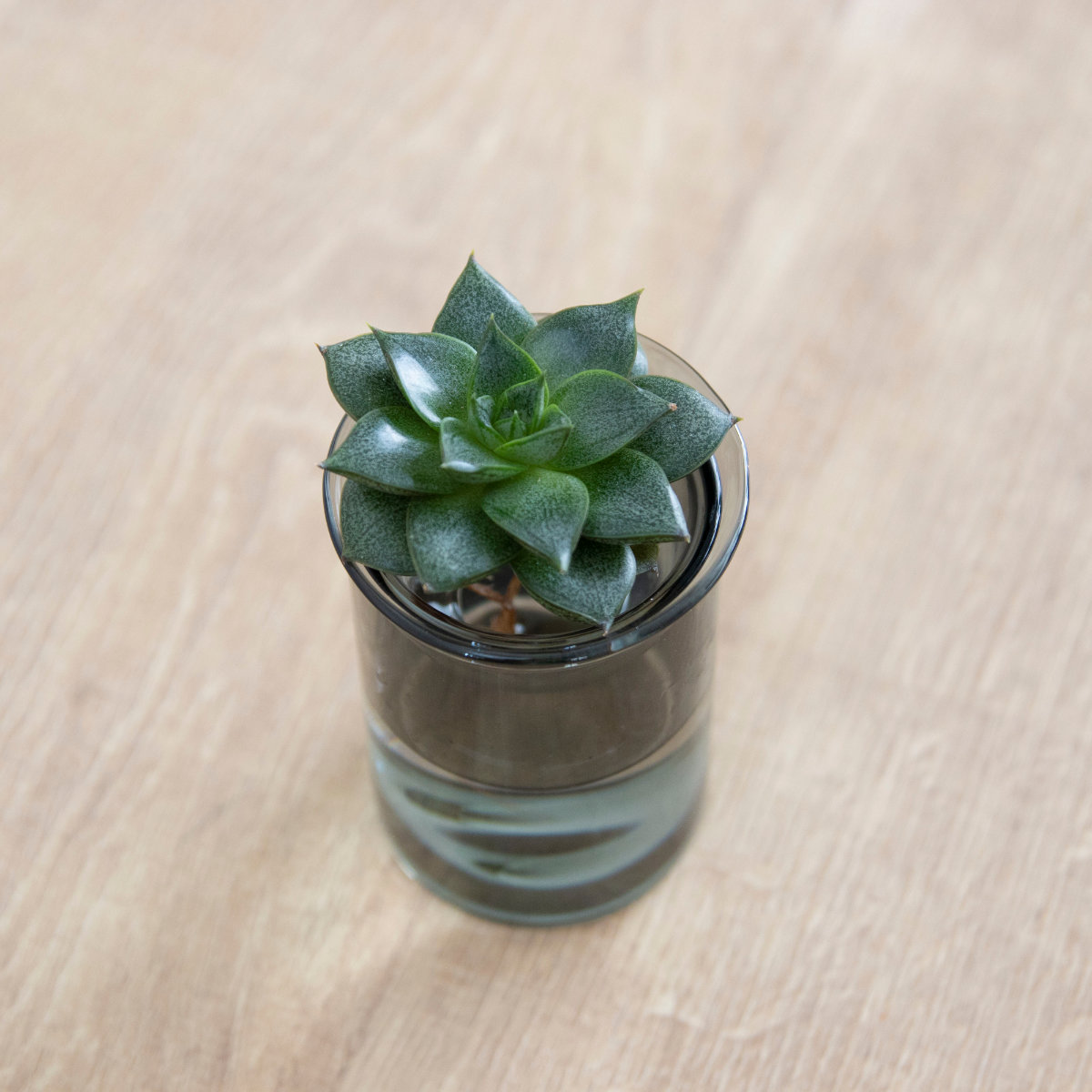 花瓶 MINI BULB VASE 水栽培ガラスベース 8.5cm 水耕栽培 ( 花器 ガラス おしゃれ フラワーベース 一輪挿し 花 クリア グリーン 栽培 ハーブ インテリア オブジェ ガラス製 飾る フラワーグラス 水栽培 )