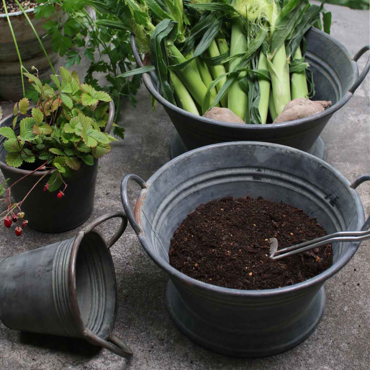 鉢 ブリキ ブリキハンドルバケツ S ( プランター プラントポット 植物用ポット 鉢カバー ブリキポット ブリキ鉢 植物 花 ドライフラワー 観葉植物 多肉植物 園芸 インテリア 収納 丸型 PVCポット付き )