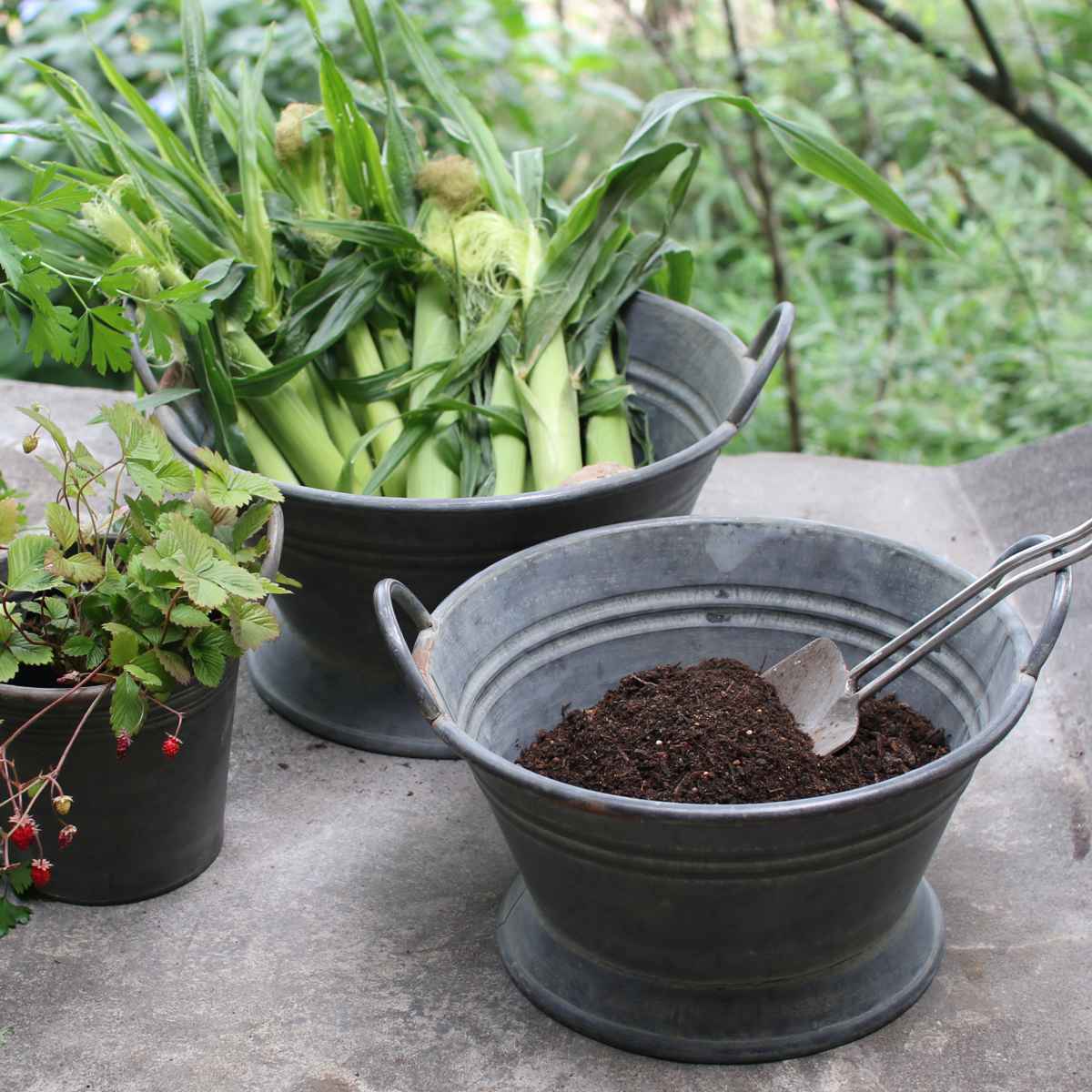 鉢 ブリキ ブリキハンドルバケツ L ( プランター プラントポット 植物用ポット 鉢カバー ブリキポット ブリキ鉢 植物 花 ドライフラワー 観葉植物 多肉植物 園芸 インテリア 収納 丸型 PVCポット付き )