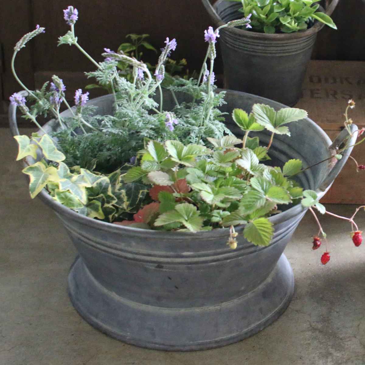 鉢 ブリキ ブリキハンドルバケツ L ( プランター プラントポット 植物用ポット 鉢カバー ブリキポット ブリキ鉢 植物 花 ドライフラワー 観葉植物 多肉植物 園芸 インテリア 収納 丸型 PVCポット付き )