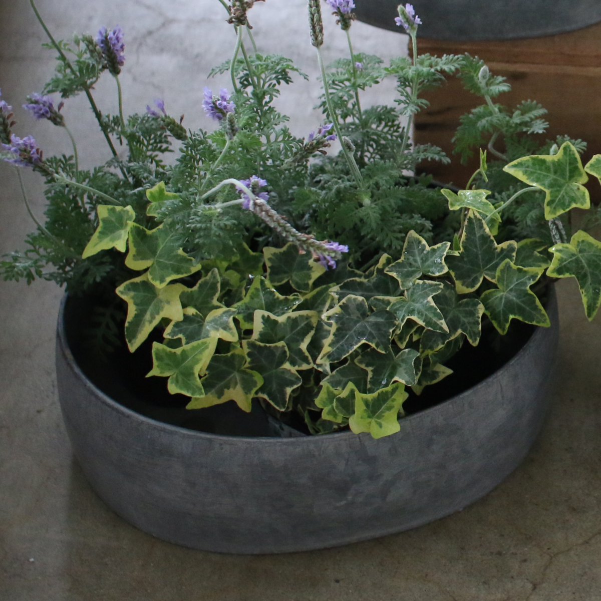 鉢 ブリキプランター オーバル L ( 植木鉢 プランター プラントポット 植物用ポット 鉢カバー ブリキ鉢 植物 花 ドライフラワー 観葉植物 多肉植物 園芸 インテリア ブリキ 楕円 底穴 )