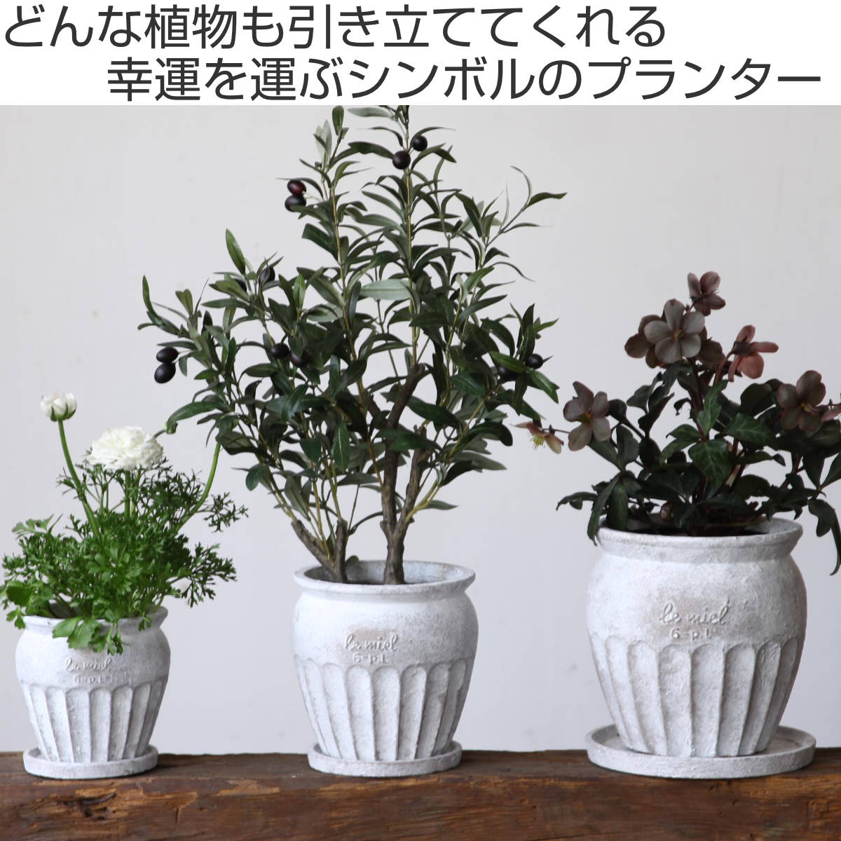 ポケモン Willing plant 鉄製 植木鉢 | polisa-click.co.il