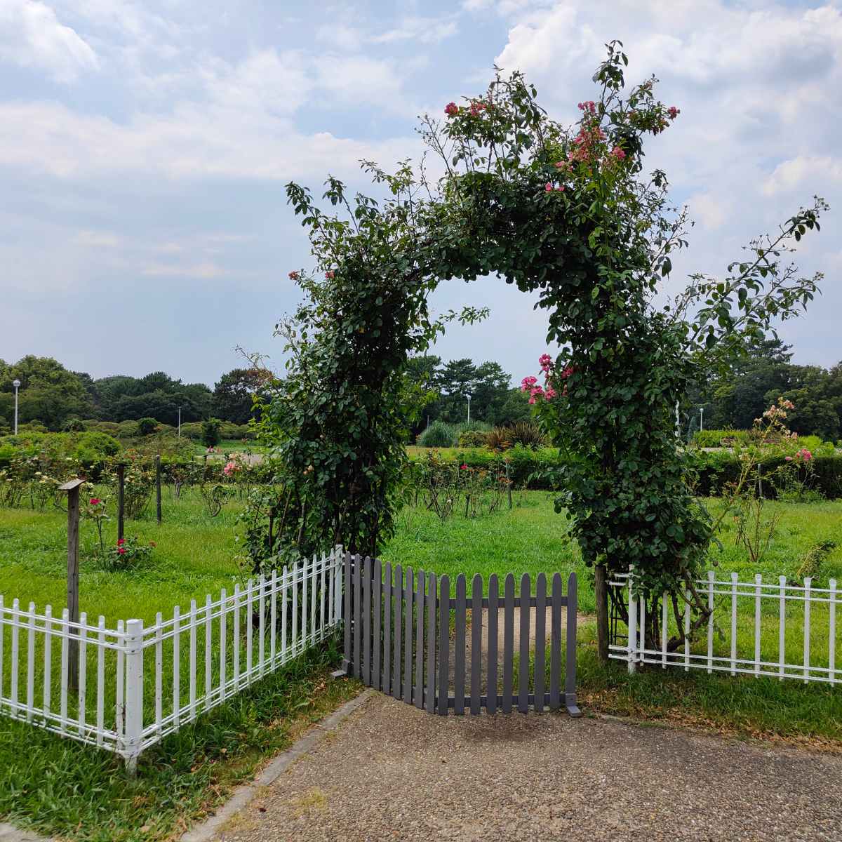 フェンス 木製 折り畳めるウッドフェンス 142×71cm 縦ストライプ ( ガーデンフェンス 柵 折りたたみ 2連 園芸 エクステリア 雑貨 ウッドフェンス 花壇 庭 ベランダ バルコニー ガーデニング 木製ガーデンフェンス 蝶番 インテリア ) 【グレー】 グレー